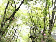 -鹅湖玫瑰文化园