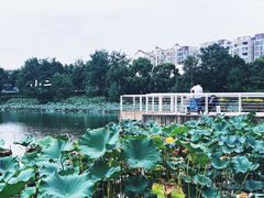 -新江湾城公园