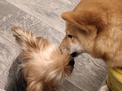 -浣熊柯尔鸭土拨鼠·电玩咖