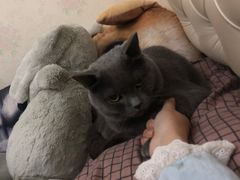 -佳怡动物医院·平价24小时·猫专科骨外科