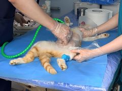-纳吉亚猫专科动物诊疗中心(蒋宅口分院)