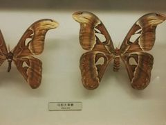 -青藏高原自然博物馆