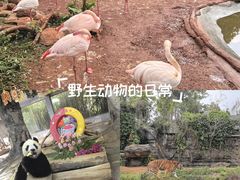 -海南热带野生动植物园