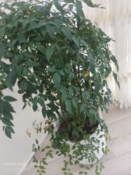 -HEYAN荷妍专业脱毛连锁机构