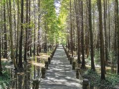 -桤木河湿地公园