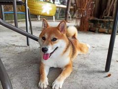 -柴犬高等学院·狗咖·柴犬售卖·宠物训练