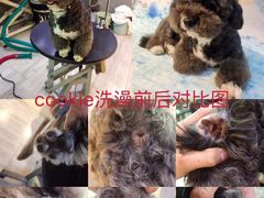 -悠尼宠物·独立低压伊珊娜洗护·美容·寄养(兰谷路店)