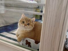 -东方名猫馆·英短金渐层布偶猫舍(环线广场1号楼店)