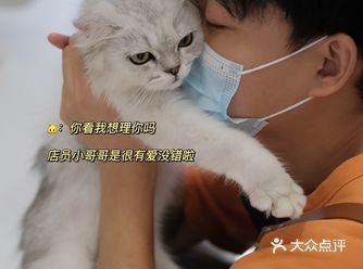 杭州超治愈猫咖 内藏巨型缅因猫快来撸它！