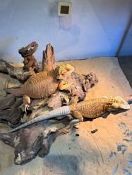 -Zoolung Zoolung动物主题公园(海信广场店)