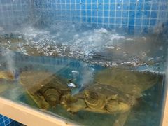 -元银甲·湖北地标美食(汉阳店)