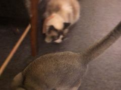 -猫色咖啡·猫咖