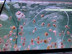 -中环花鸟鱼虫市场