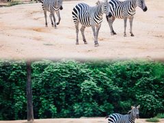 -杭州野生动物世界