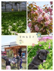 -麦粒鸟亲子游
