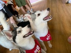 -Husky Go! 哈士奇体验馆·宠物咖啡厅狗咖