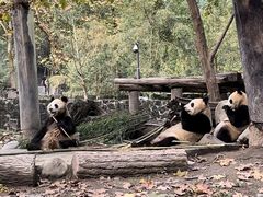 -都江堰中华大熊猫苑