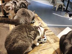 -小时光咖啡馆(开森度假森林店)