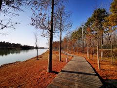 -合肥滨湖国家森林公园