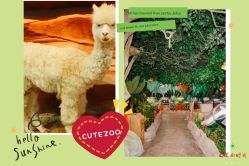 -酷嗒动物文化乐园(cutezoo西溪乐天城店)