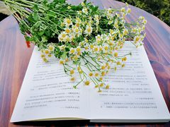 -天津东丽湖风景区