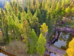 -黄海国家森林公园