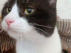 -萌兽医馆·犬猫专科·眼科中心·宠物医院(朝阳门分院)