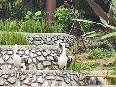 -新加坡飞禽公园