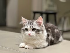 -小猫来了·猫舍(红山六九七九店)