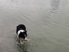 -翊宠yipet猫狗购宠庄园犬舍•猫舍