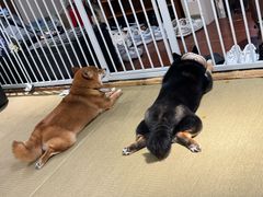 -逗柴咖啡屋·狗咖猫咖宠物桌游