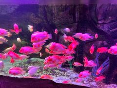 -泉城欧乐堡海洋极地世界