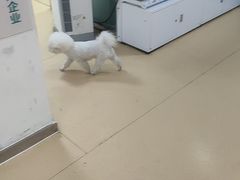 -瑞派宠物医院·内科·软组织·绝育中心(沈阳八纬路分院)