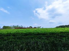 -桤木河湿地公园