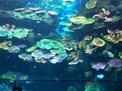 -暹罗海洋世界