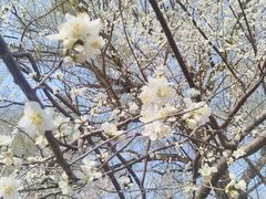 -桃花堤公园