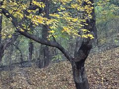 -全牛匠·乐山跷脚牛肉(西北旺万象汇店)