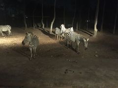 -清迈夜间动物园