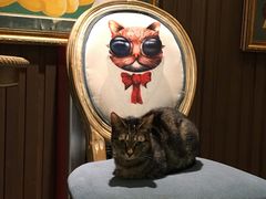 -more than meow吴止猫主题餐厅(承德 中船汇店)