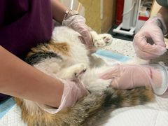 -宠爱国际动物医院·消化内科·心肾内科·ISFM猫友好(望京店)