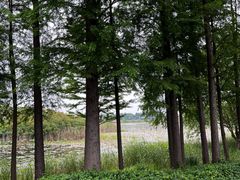 -贡湖湾湿地公园