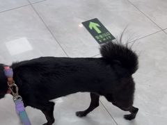 -中农大我爱我爱动物医院·核磁CT·猫病·24小时夜诊中心(石佛营店)