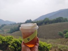 -白茶原·一片叶子