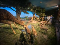 -国家自然博物馆