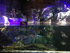 -暹罗海洋世界
