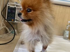 -北京观赏动物医院·24小时大型综合·猫专科·异宠专科