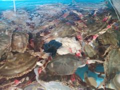 -港畔赶海蒸汽海鲜烧烤自助(仙螺岛店)