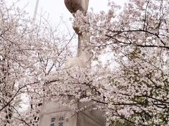 -武汉大学-樱园