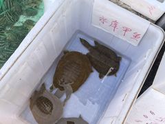 -上海龙吴水胜海发市场