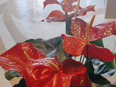-大鸭梨烤鸭(房山店)